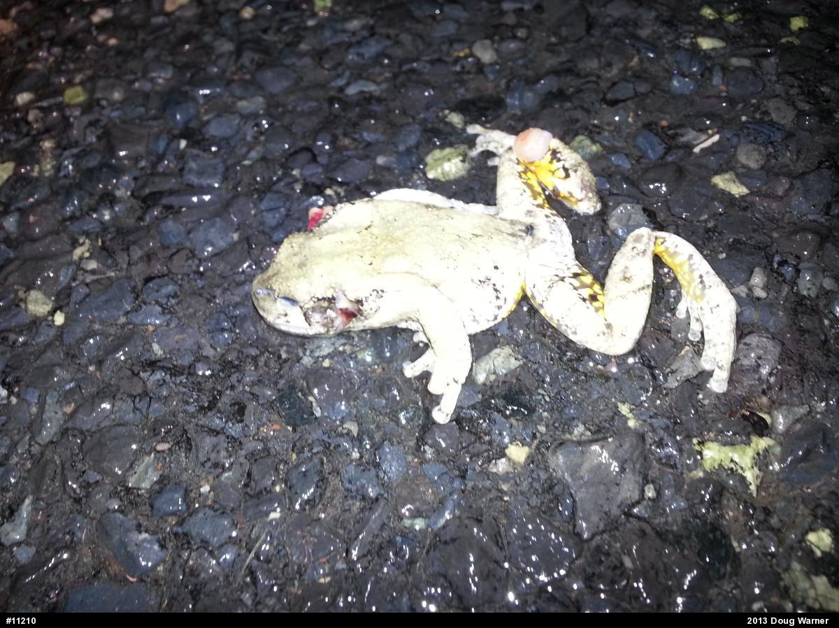 Gray Treefrog