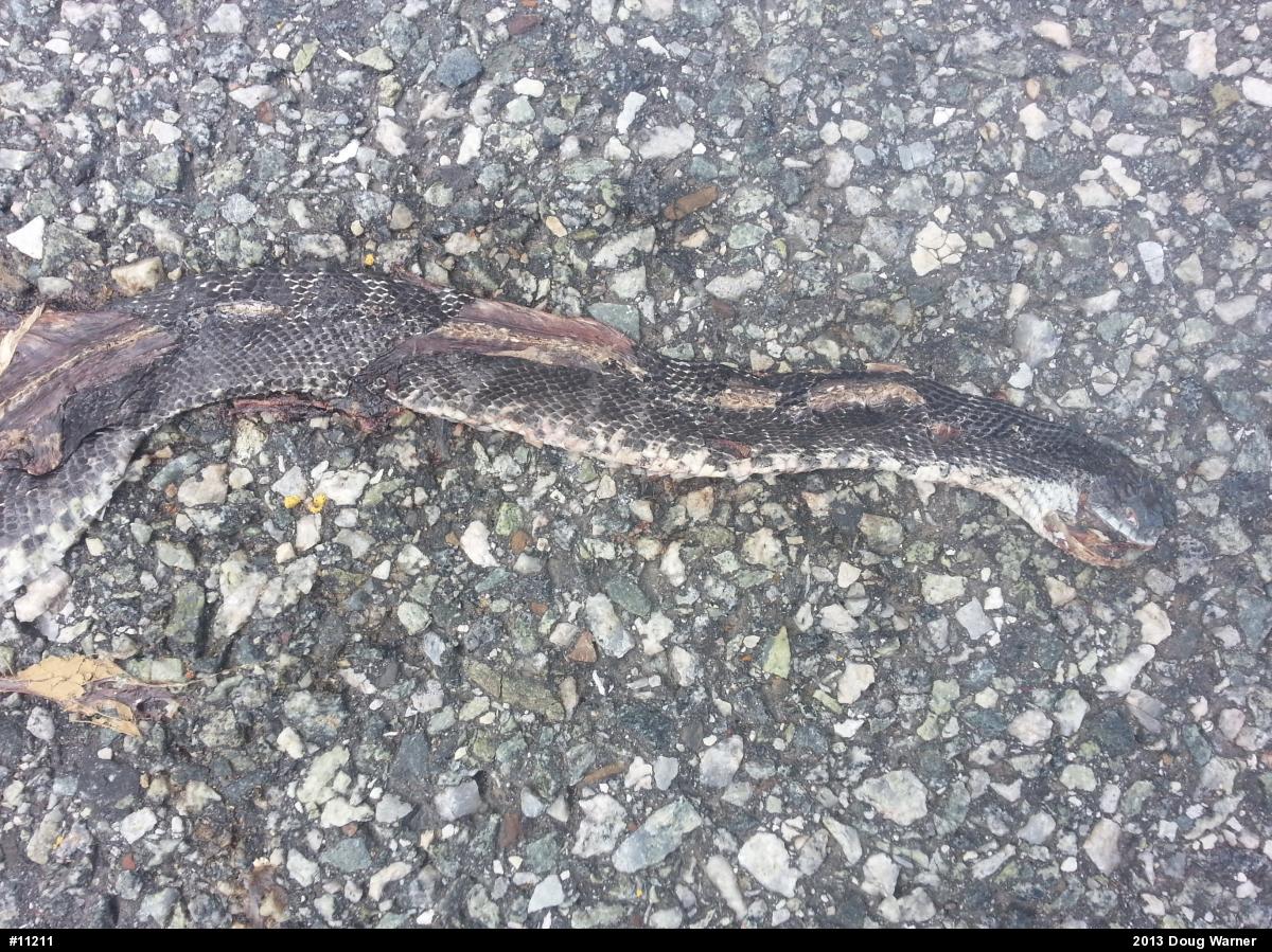Eastern Ratsnake