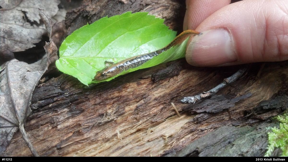 Allegheny Mountain Dusky Salamander