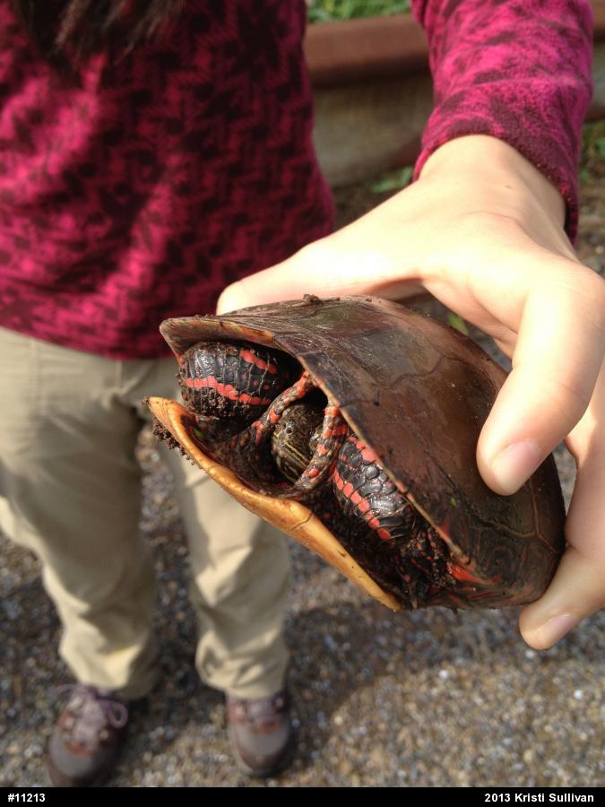 Painted Turtle
