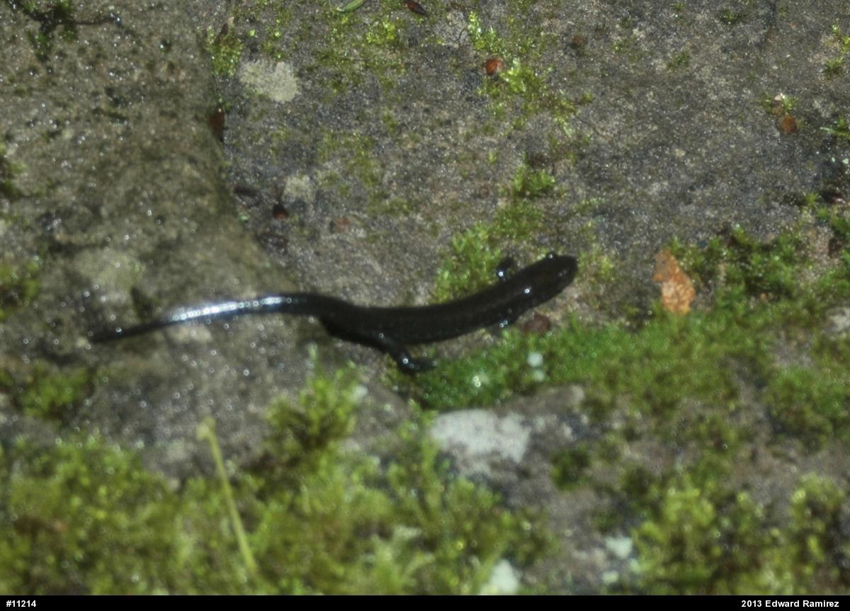 Allegheny Mountain Dusky Salamander