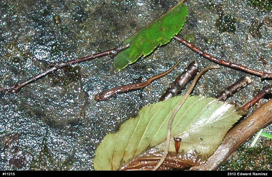 Allegheny Mountain Dusky Salamander