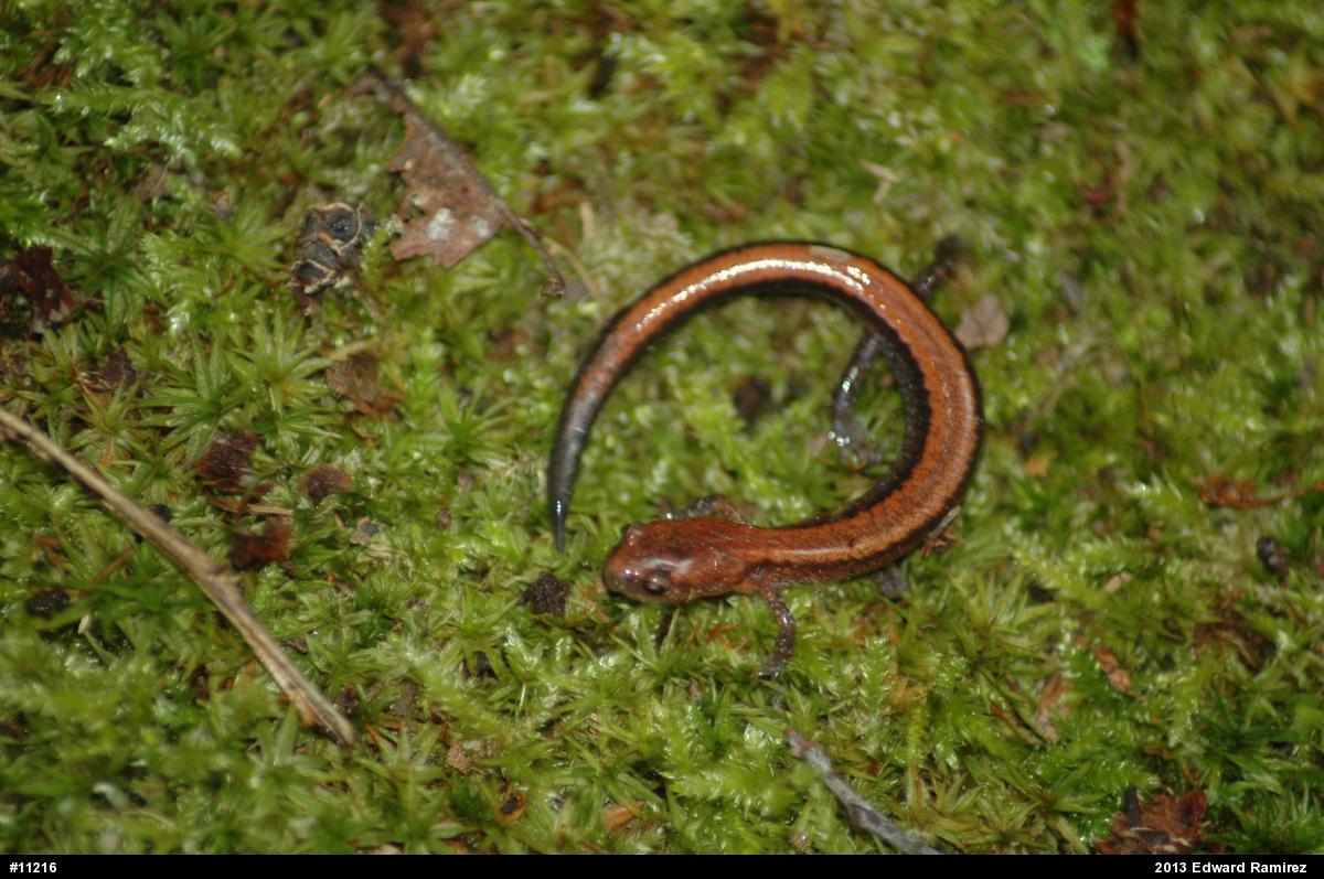 Eastern Red-backed  Salamander