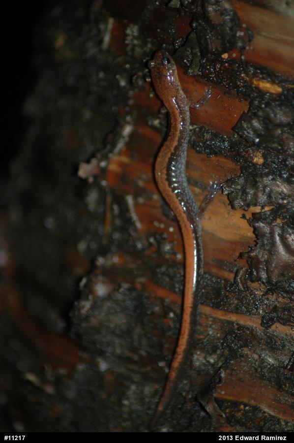 Eastern Red-backed  Salamander