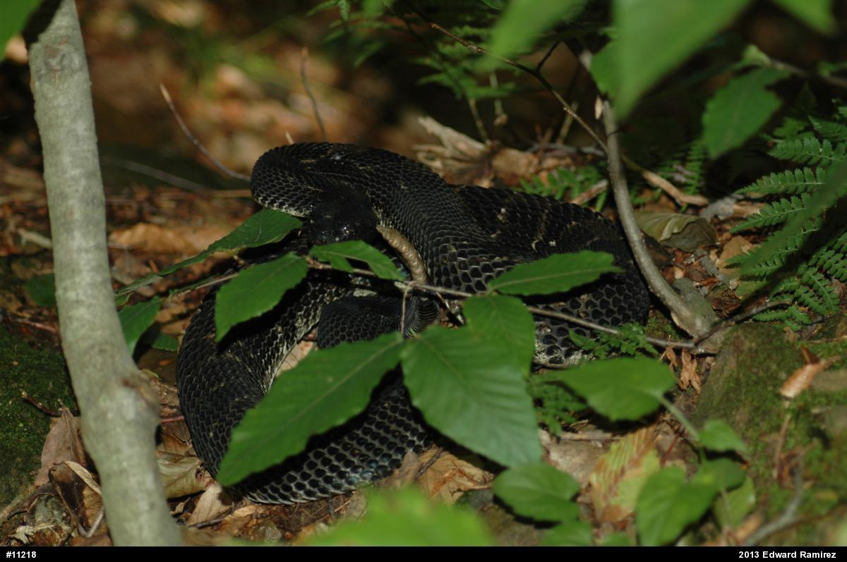 Timber Rattlesnake