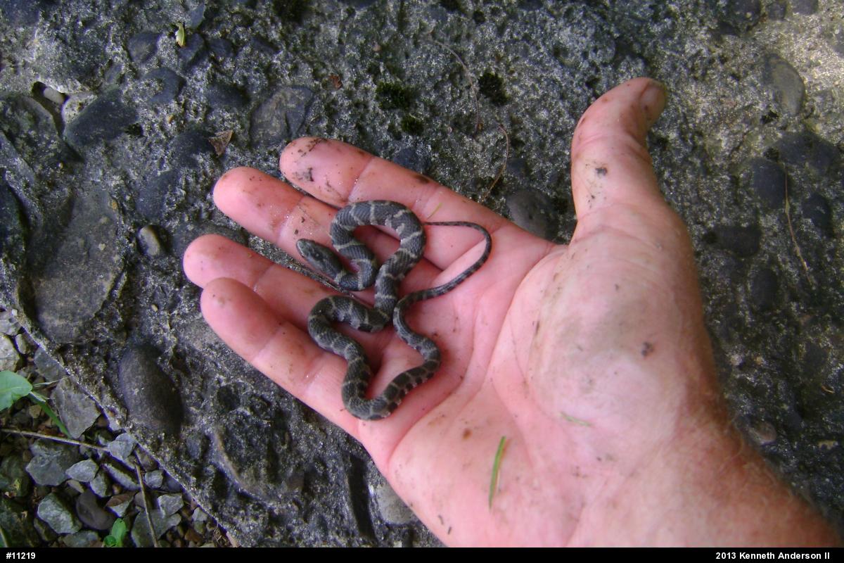 Northern Watersnake