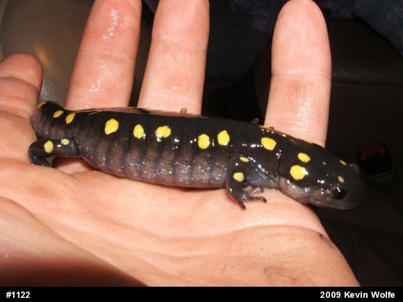 Spotted Salamander