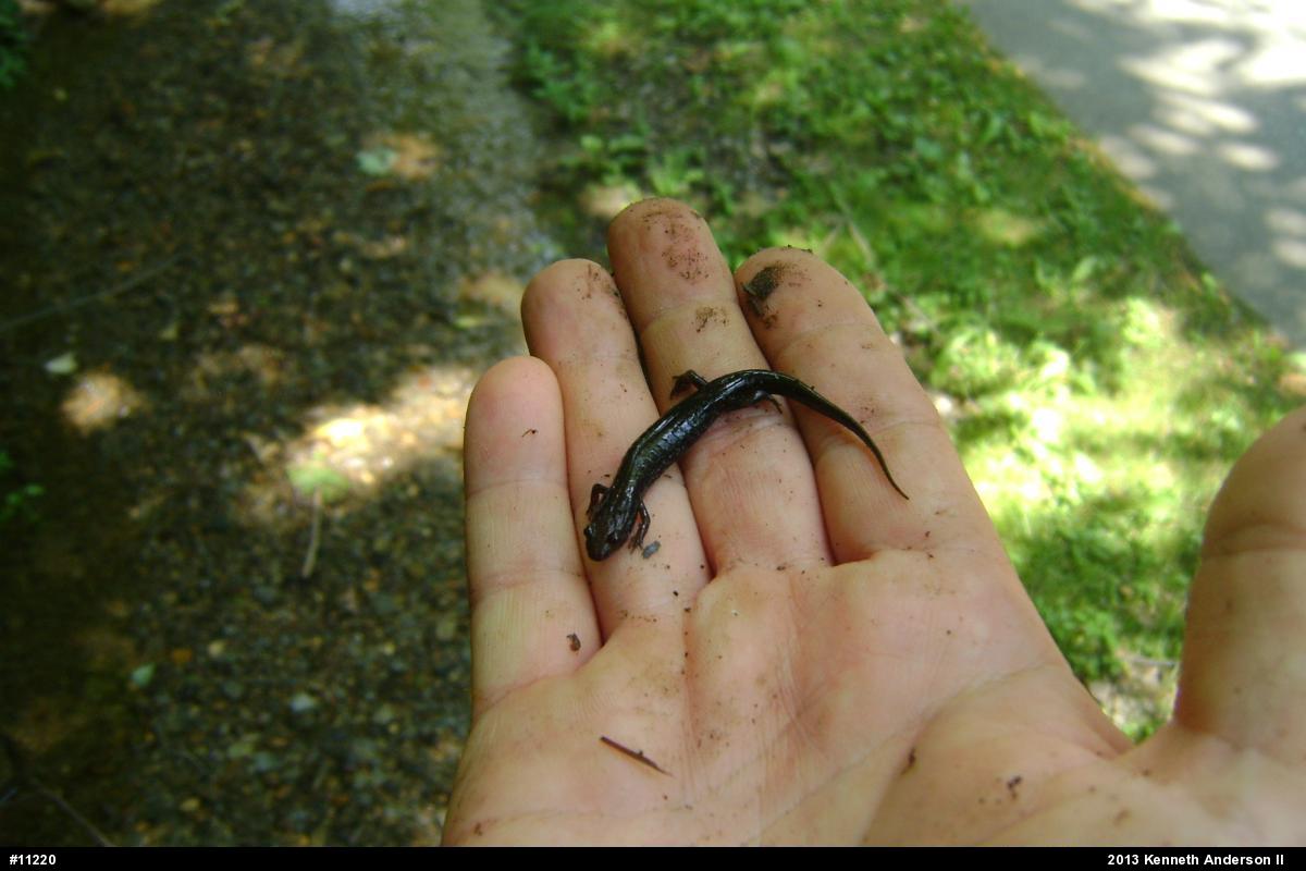 Northern Dusky Salamander