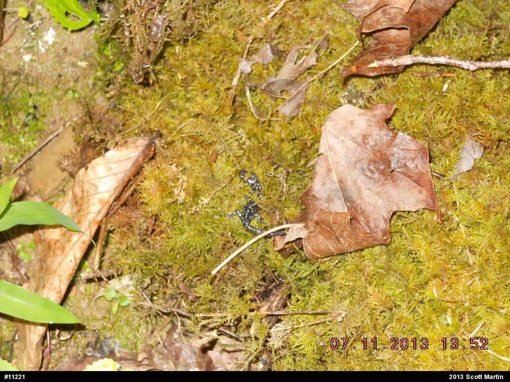 Northern Slimy Salamander