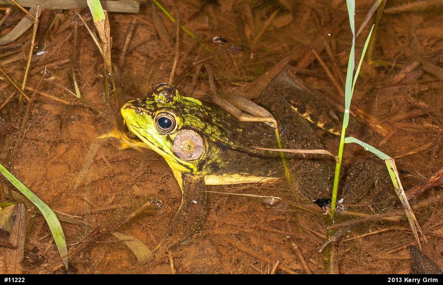 Green Frog