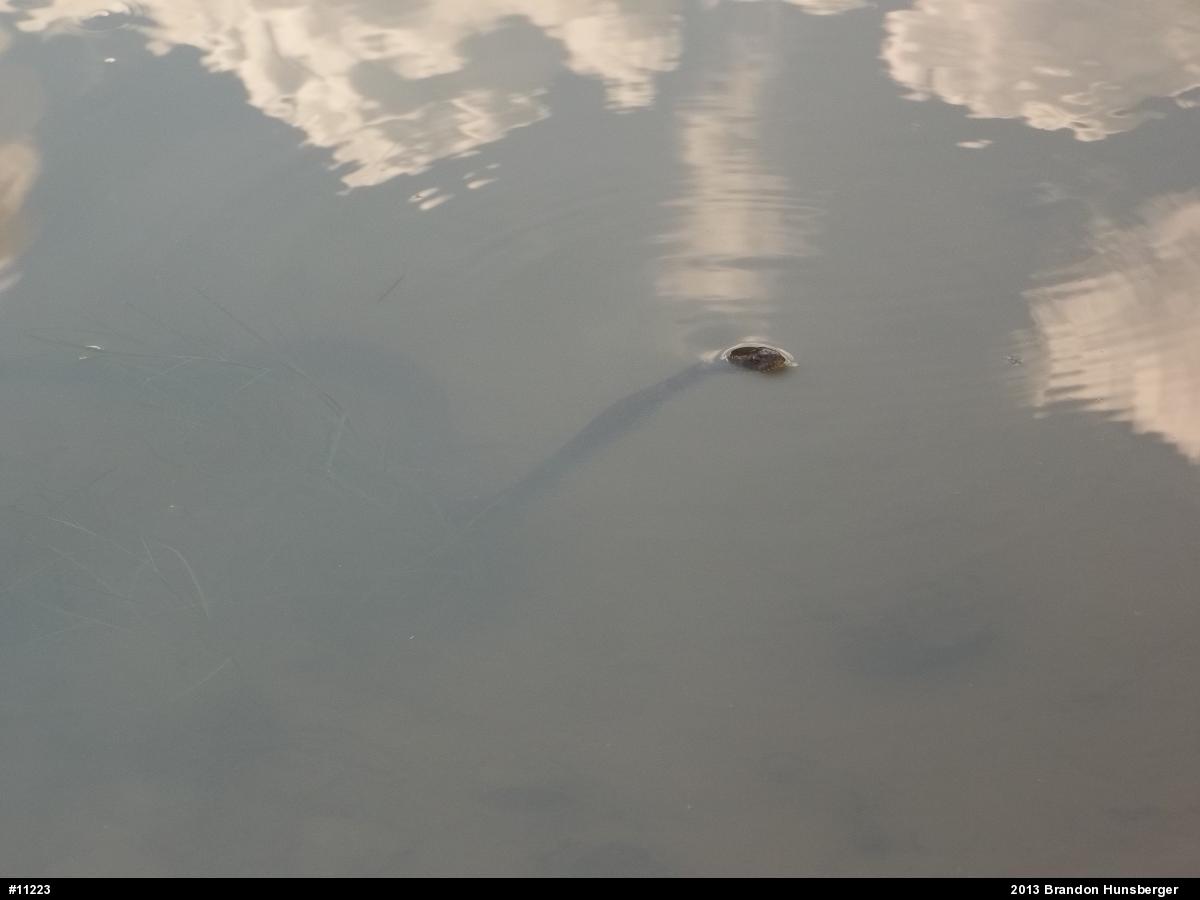 Northern Watersnake