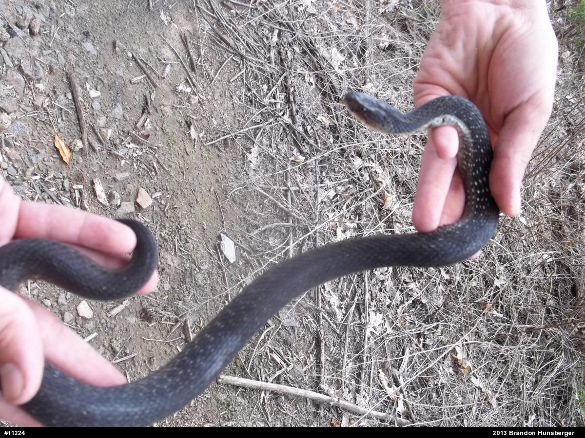 Eastern Gartersnake