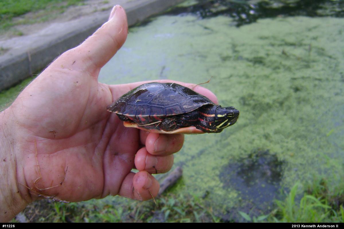 Midland Painted Turtle