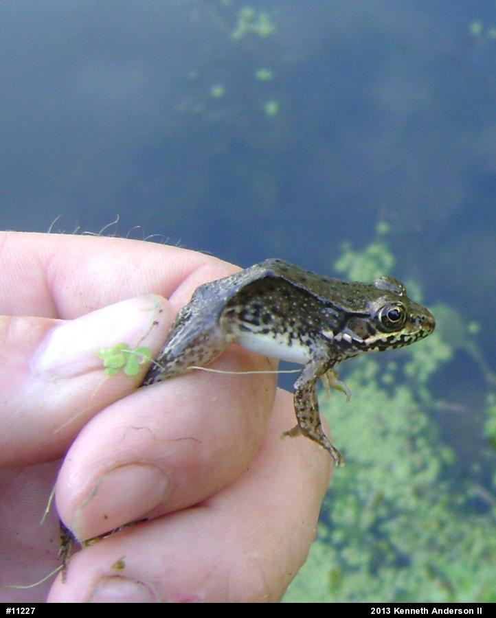 Green Frog