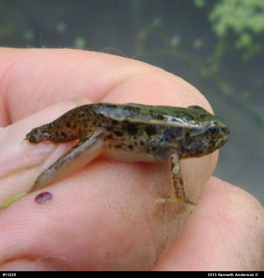 Pickerel Frog