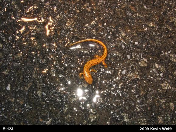 Eastern Long-tailed Salamander