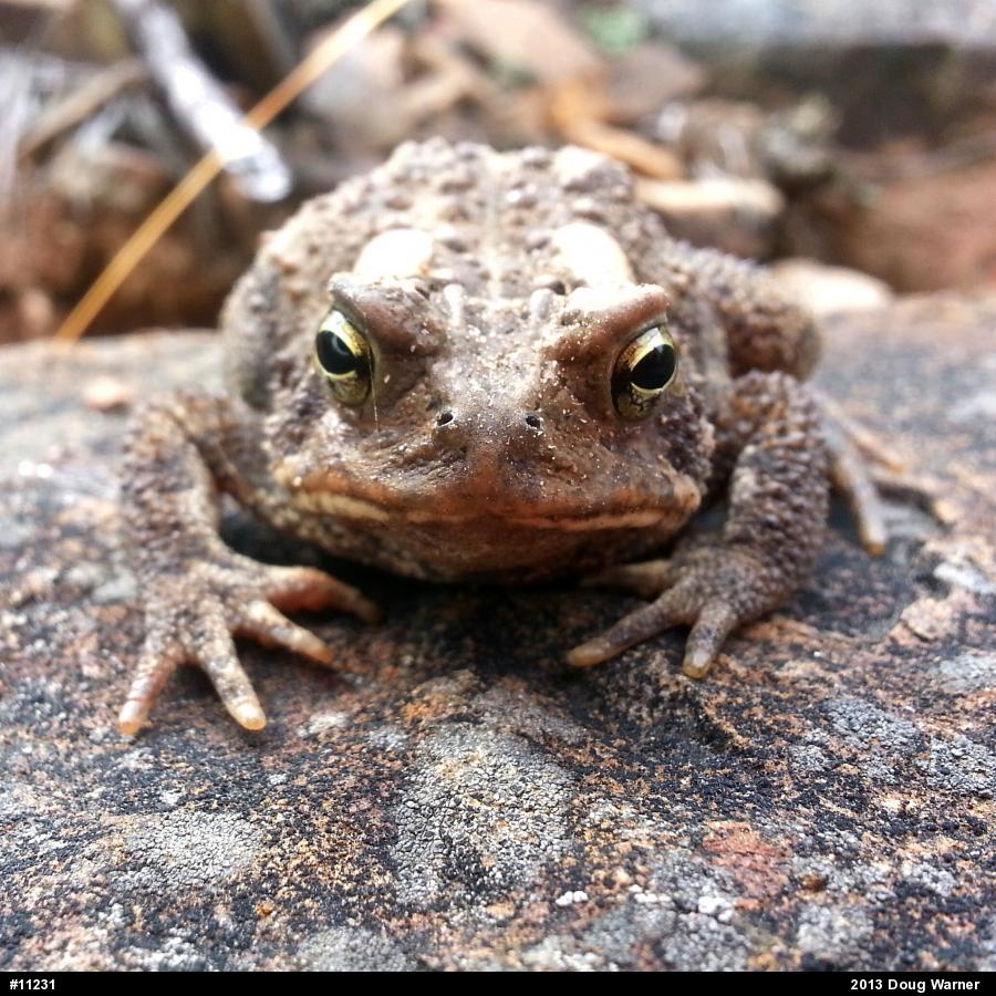 Eastern American Toad