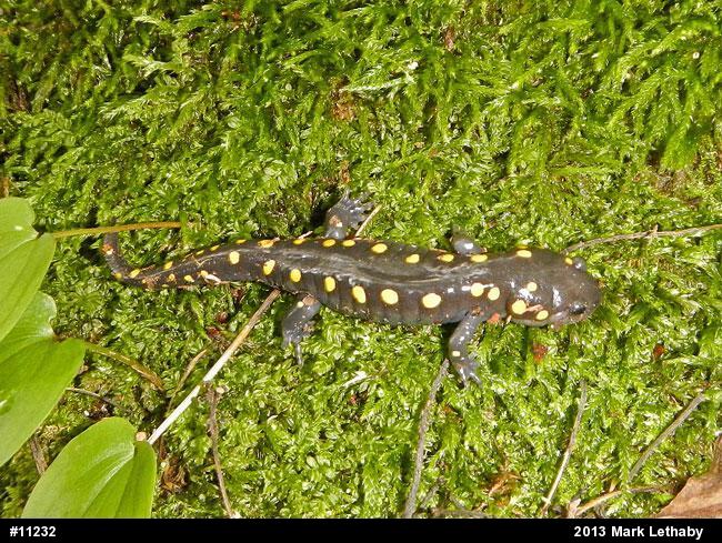 Spotted Salamander