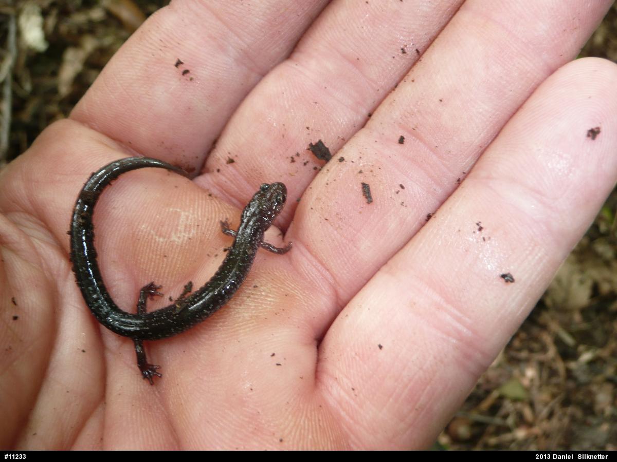 Eastern Red-backed  Salamander