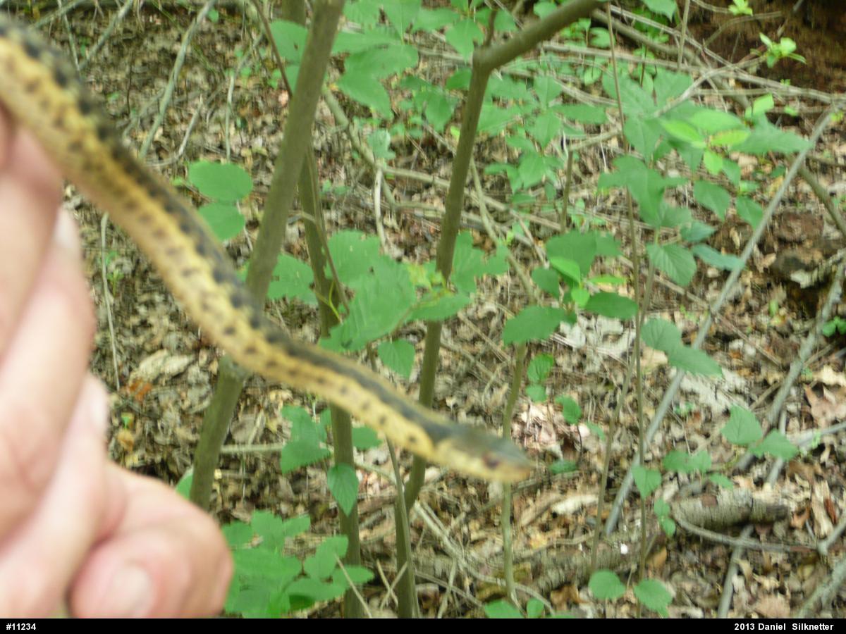 Eastern Gartersnake