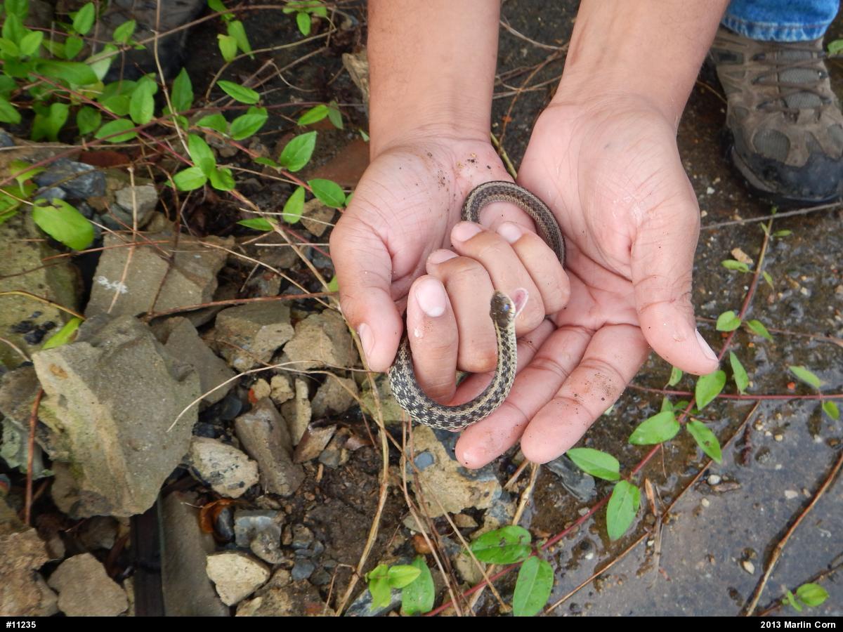 Eastern Gartersnake