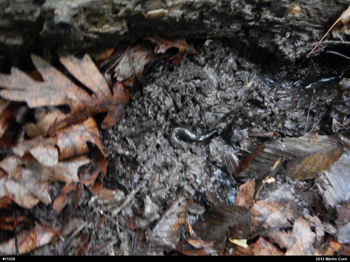 Dusky Salamanders