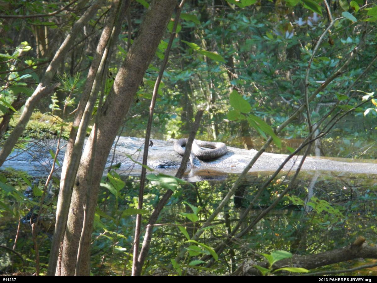 Northern Watersnake