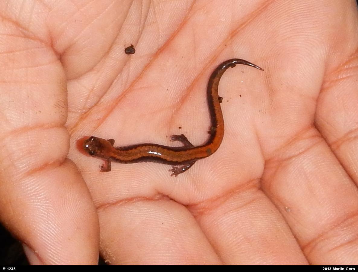 Eastern Red-backed  Salamander