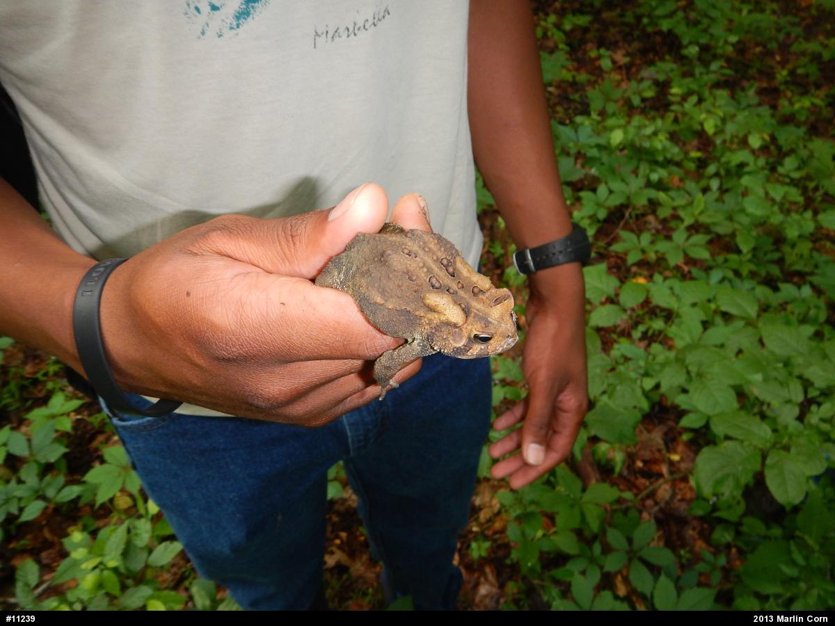 Eastern American Toad
