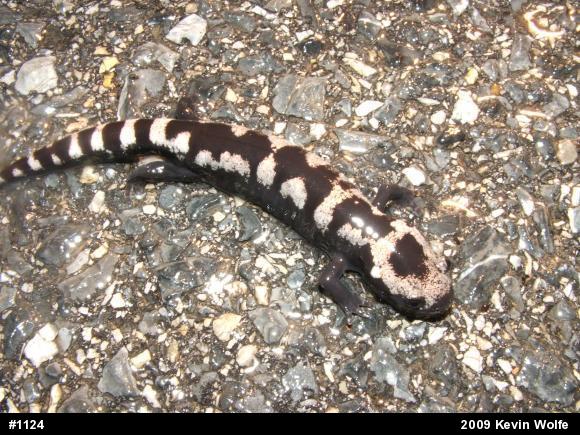 Marbled Salamander