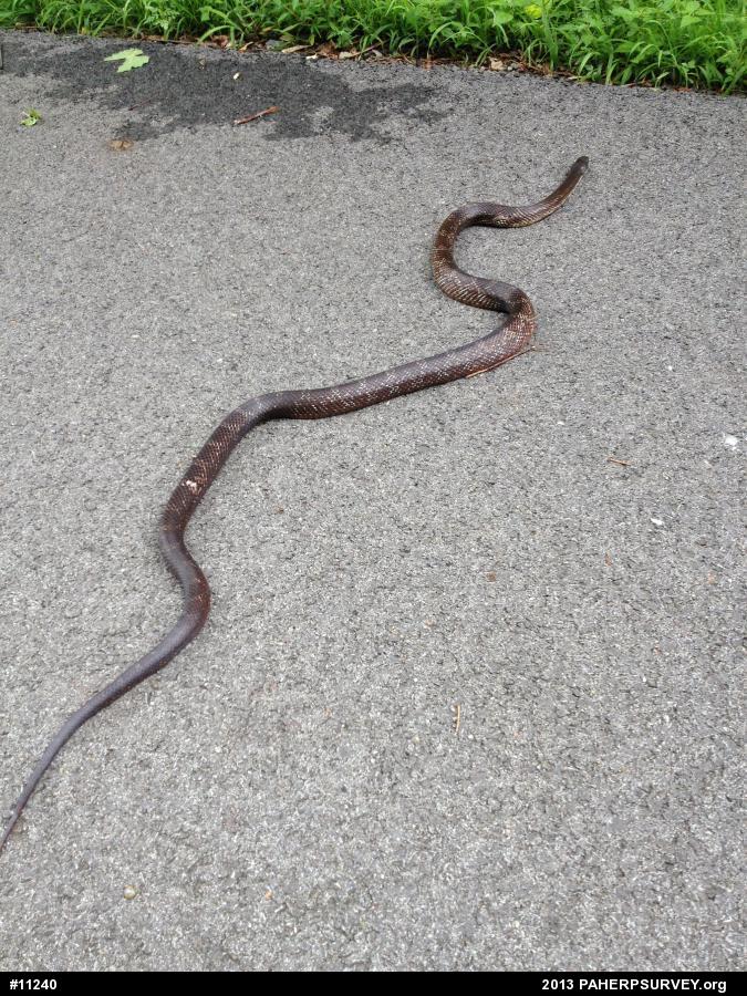 Eastern Ratsnake