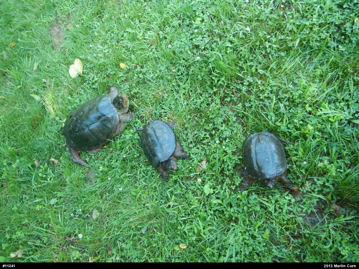 Snapping Turtle