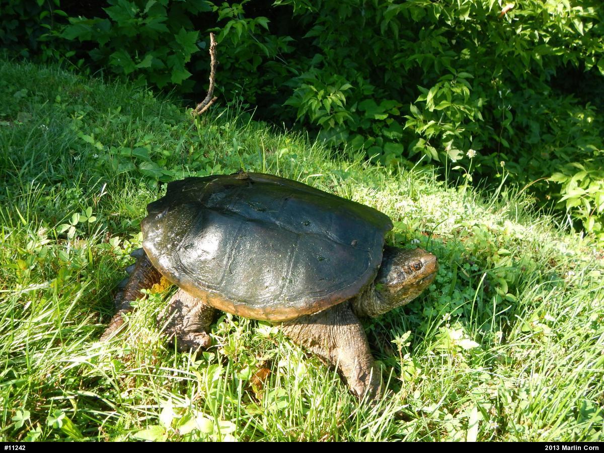 Snapping Turtle