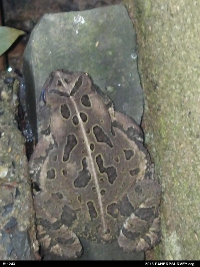 Fowler's Toad