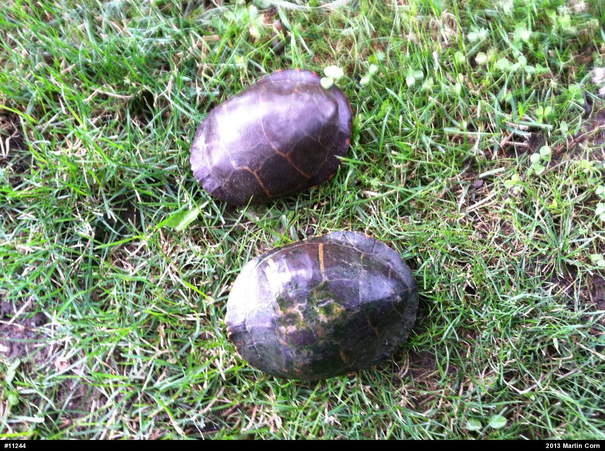 Eastern Painted Turtle