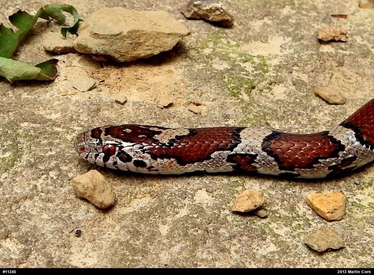 Eastern Milksnake