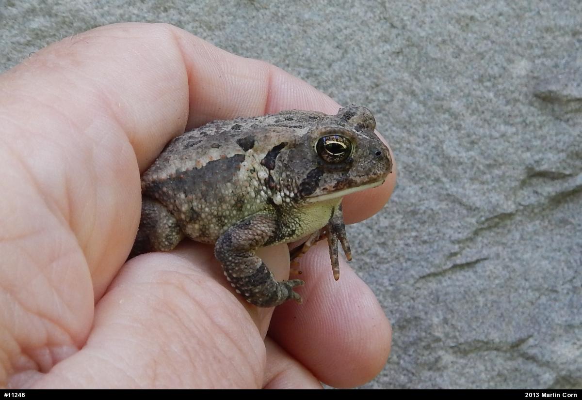 True Toads