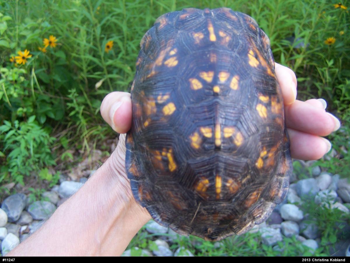 Eastern Box Turtle