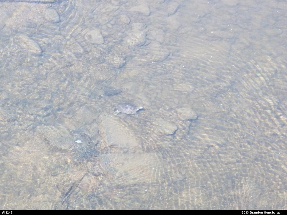 Eastern Spiny Softshell
