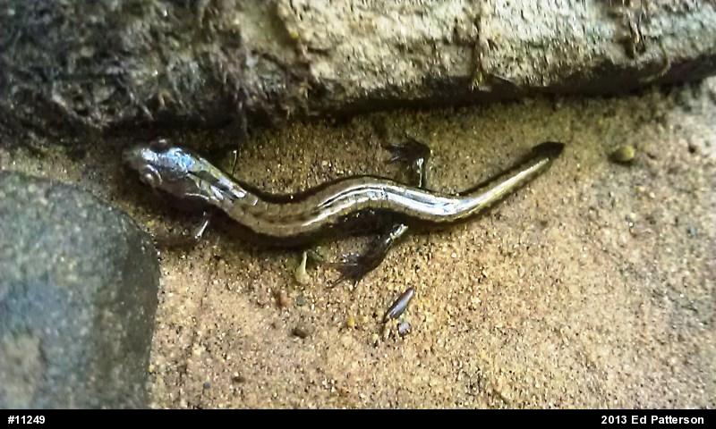Allegheny Mountain Dusky Salamander