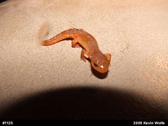 Red-spotted Newt