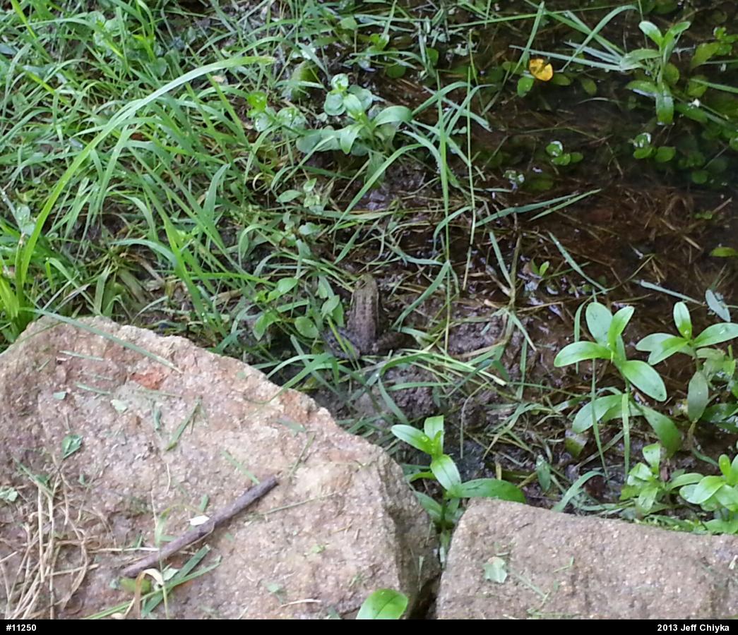 Green Frog