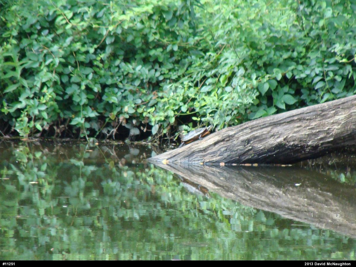 Eastern Painted Turtle