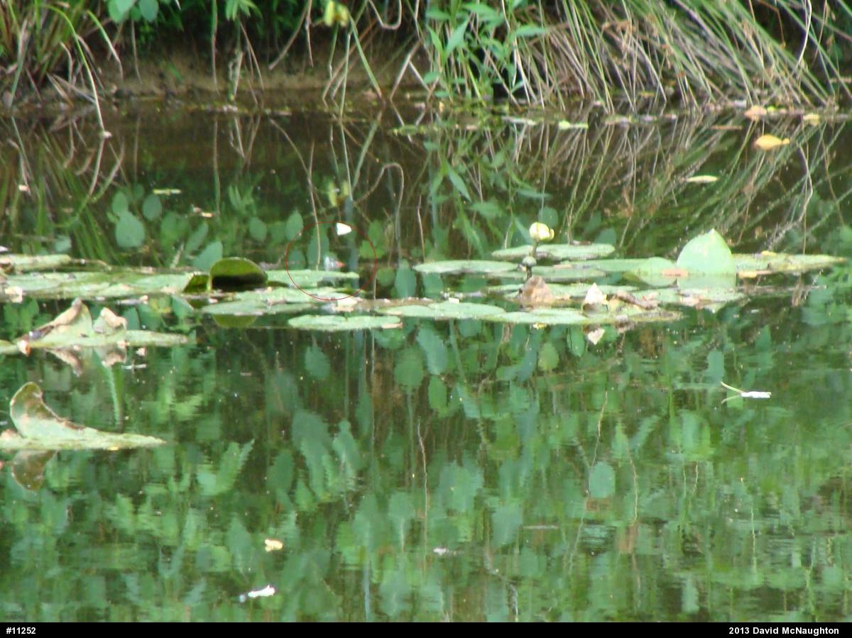 Red-eared Slider