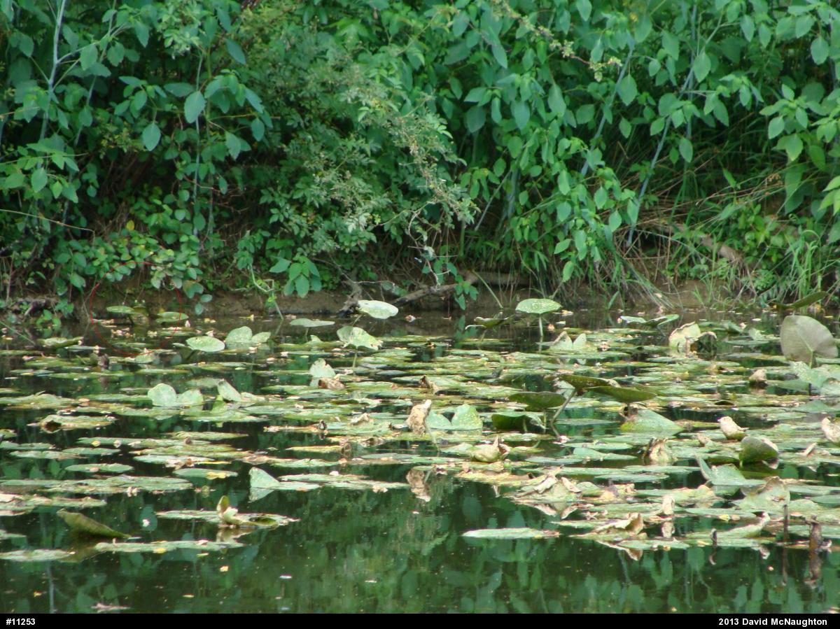 American Bullfrog