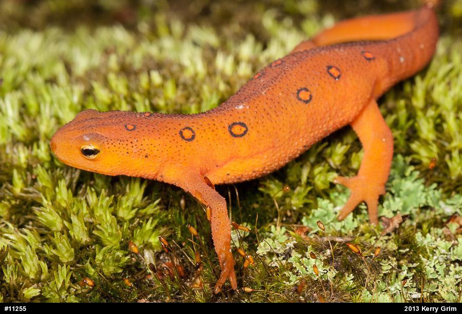 Red-spotted Newt