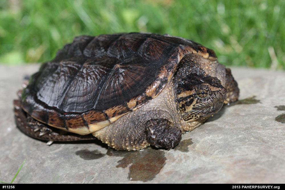 Snapping Turtle