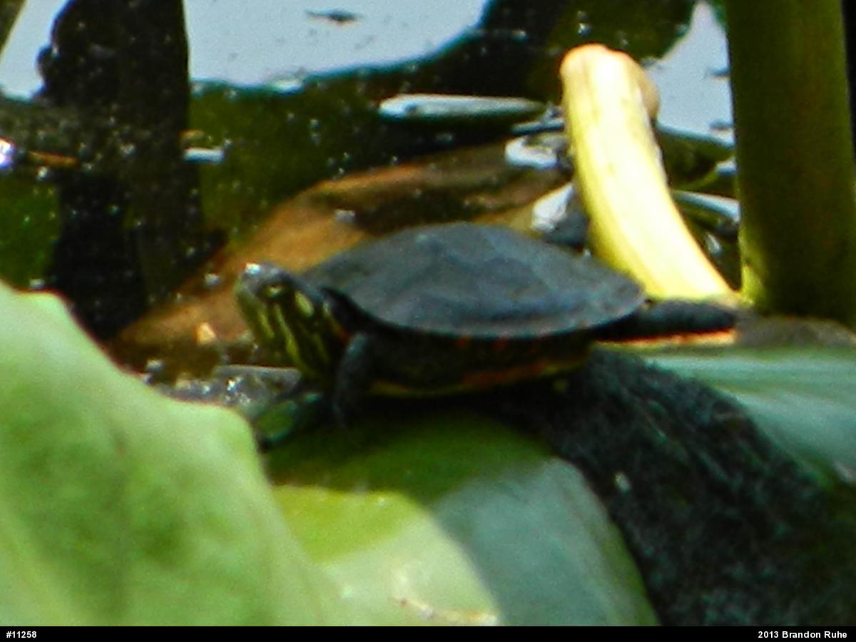 Painted Turtle