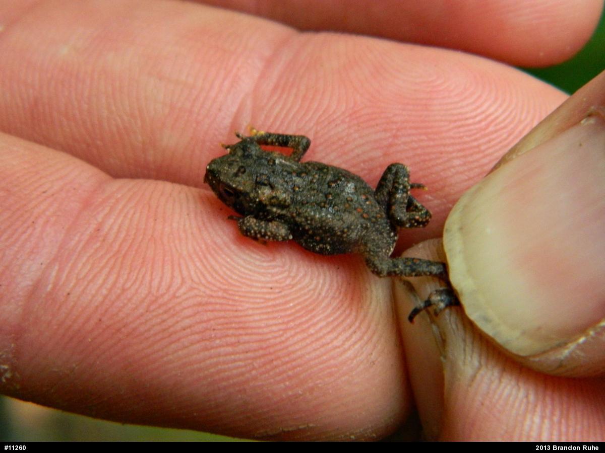 Eastern American Toad
