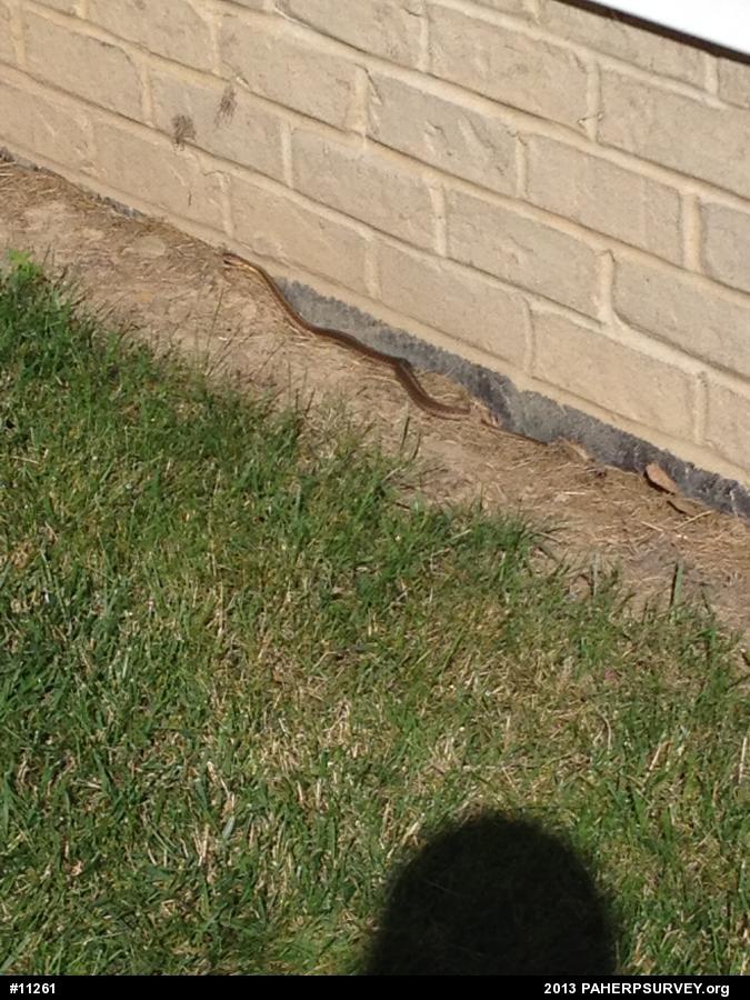 Eastern Gartersnake